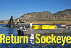 Return of the sockeye