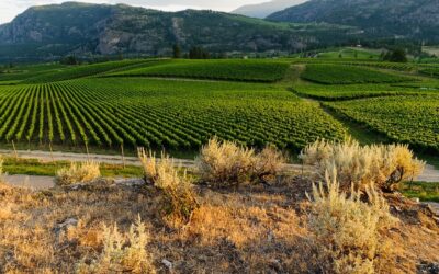 Terroir: Peachland soirees pair local stories with local wine