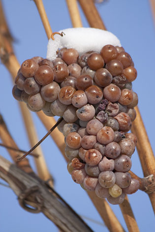 Ice wine harvest 2013 to set record