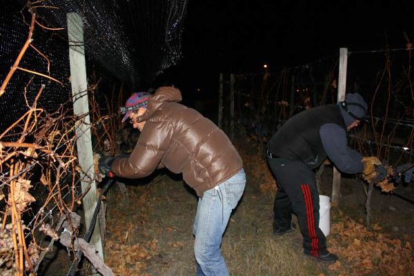 Ice wine harvest arrives early in the Okanagan | Okanagan Life Magazine