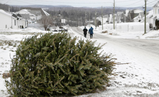 Christmas tree chipping service raises funds for charity