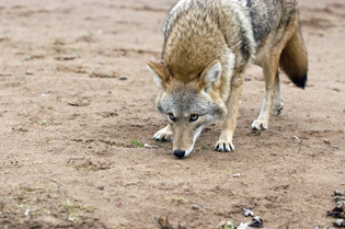 coyote-in-the-yard