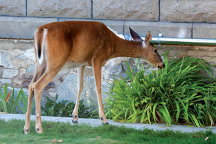 Urban Wildlife Worries Keeping Deer Out Of The Garden