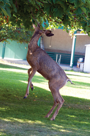 keep-deer-out-of-garden-tree