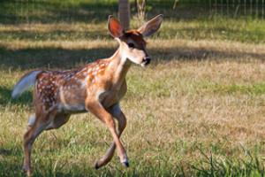 keep-deer-put-of-garden