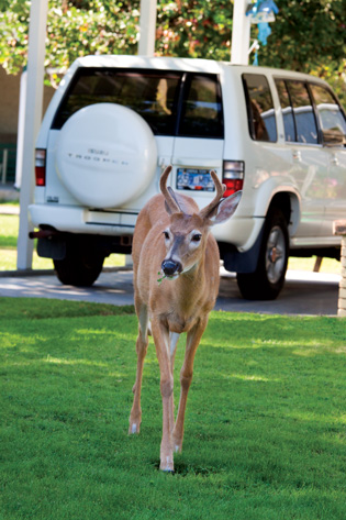 urban-wildlife-problem-deer