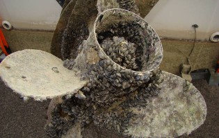 boat-propeller-mussels-okanagan-waterways