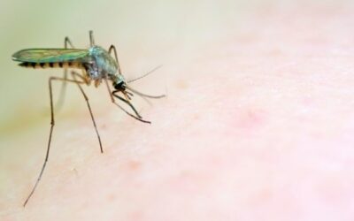 West Nile virus risk increases as summer heats up