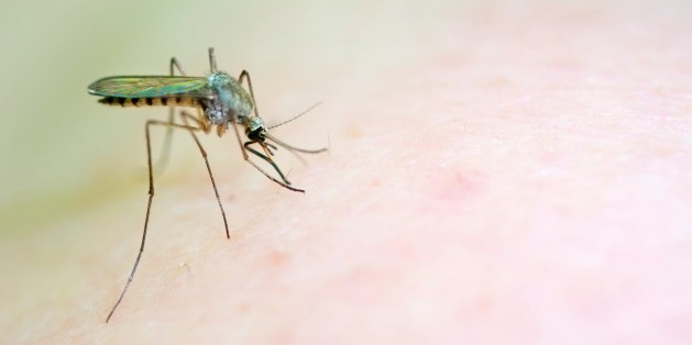 West Nile virus risk increases as summer heats up