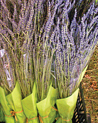 okanagan-wedding-favours-lavender