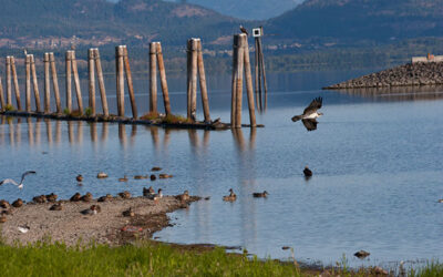 Bird’s-eye view: Watching osprey at Salmon Arm Bay