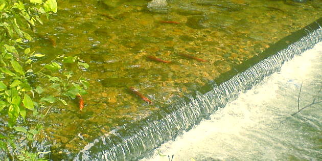 Kokanee Salmon Festivals Celebrate the Returning Reds