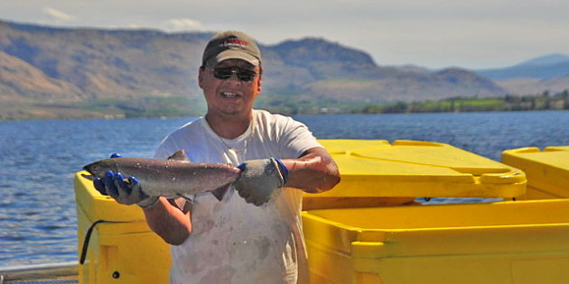  okanagan-kokanee-sockeye-salmon.