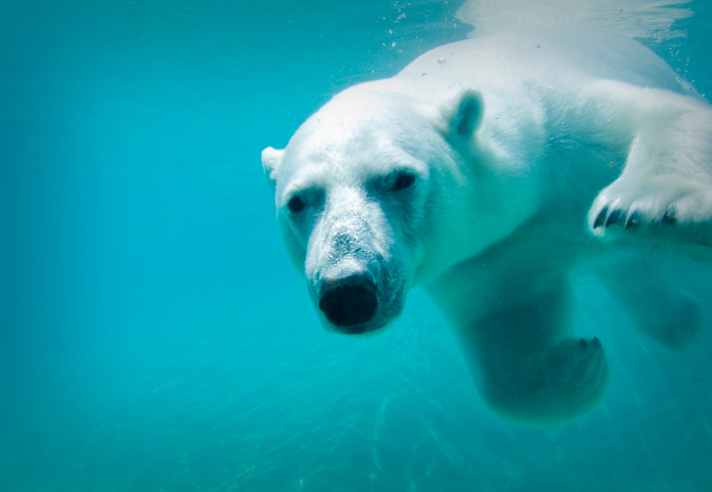 Icy plunge to support United Way