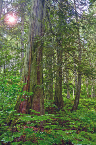 giant-cedars