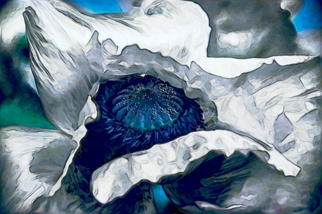 White-Poppy-Suzanne-Williams-Art-Exhibit