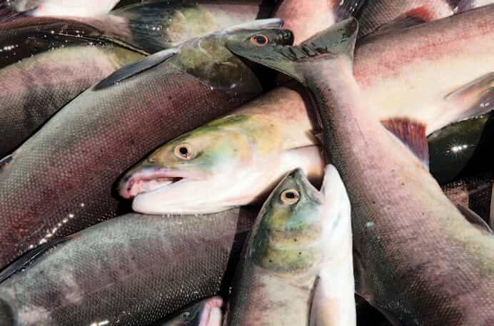 In Person with fisheries biologist Richard Bussanich