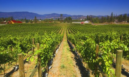 Grape crop report: more vibrant BC white wines to enjoy this season