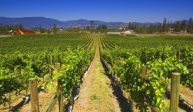 Grape crop report: more vibrant BC white wines to enjoy this season