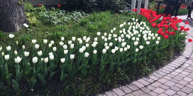 Friendship garden in bloom in Kelowna