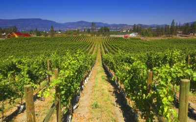 Grape crop report: more vibrant BC white wines to enjoy this season