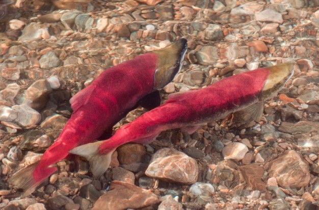 Okanagan salmon