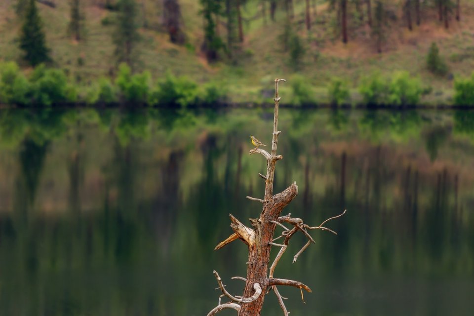 May long weekend marks 20th anniversary of Meadowlark Festival