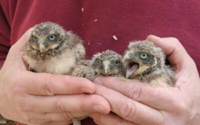 Helping endangered owl, Burrowing Owl’s charitable contributions soar past $1 million