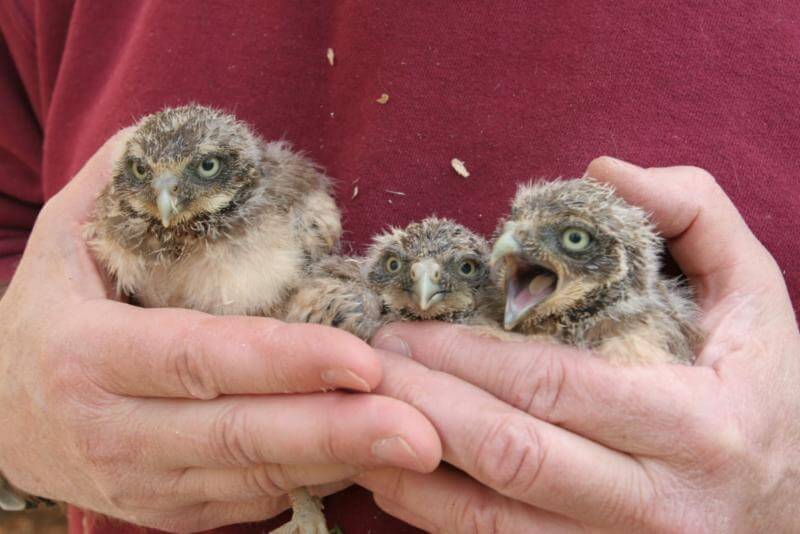 Helping endangered owl, Burrowing Owl’s charitable contributions soar past $1 million