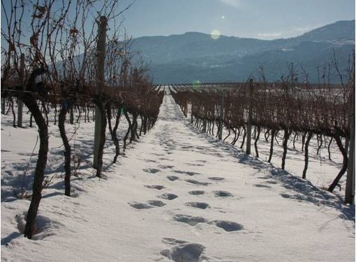 Be merry with a winter weekend in wine country