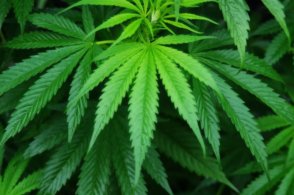 The Business of Cannabis - Chamber Luncheon @ Coast Capri Hotel | Kelowna | BC | Canada